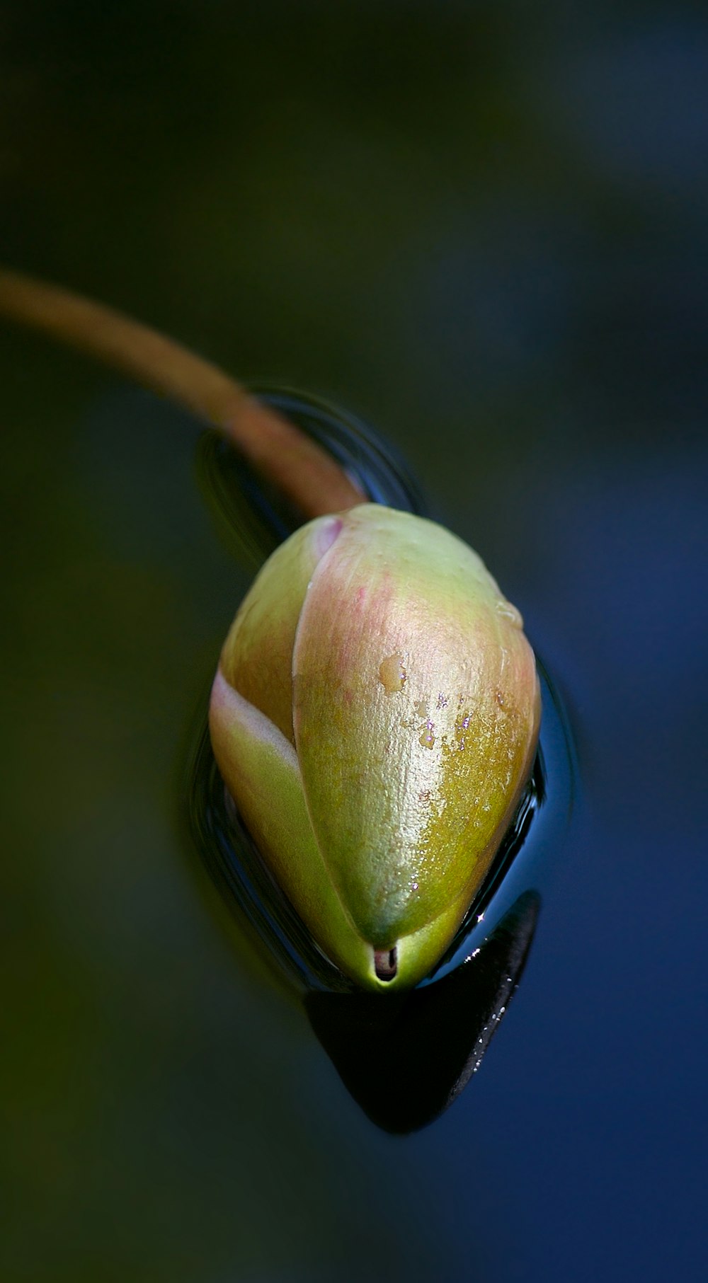 a close up of a water drop on a flower