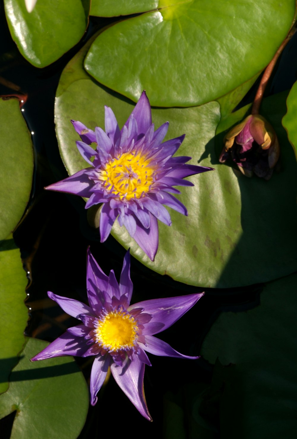 two purple water lilies in a pond surrounded by lily pads