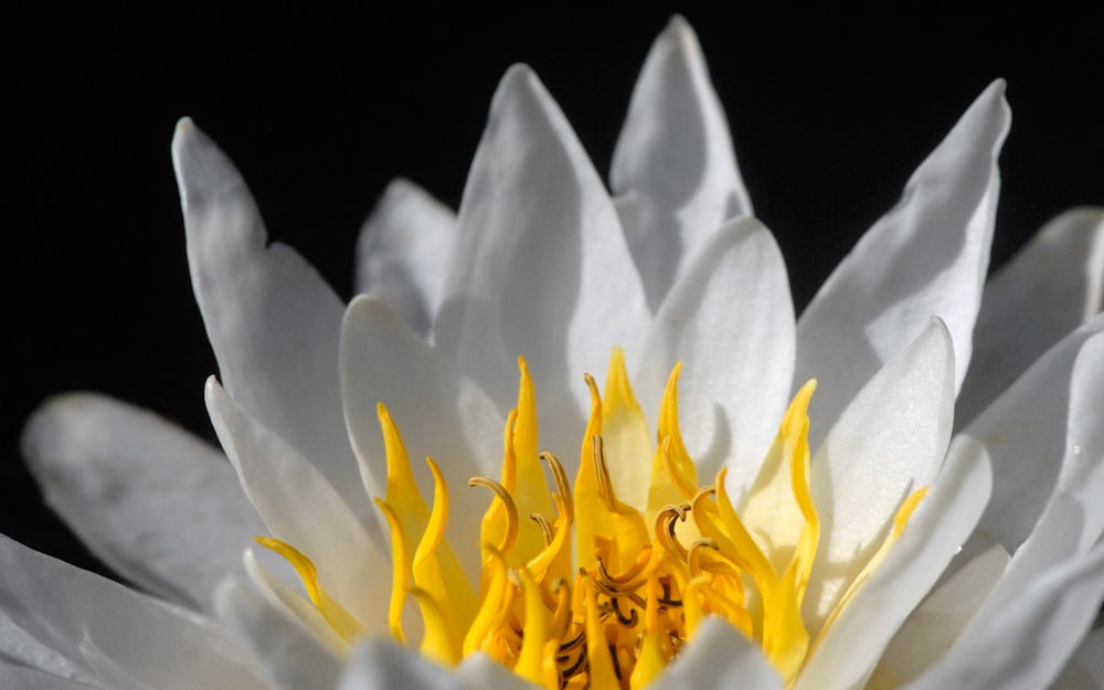 a close up of a white and yellow flower