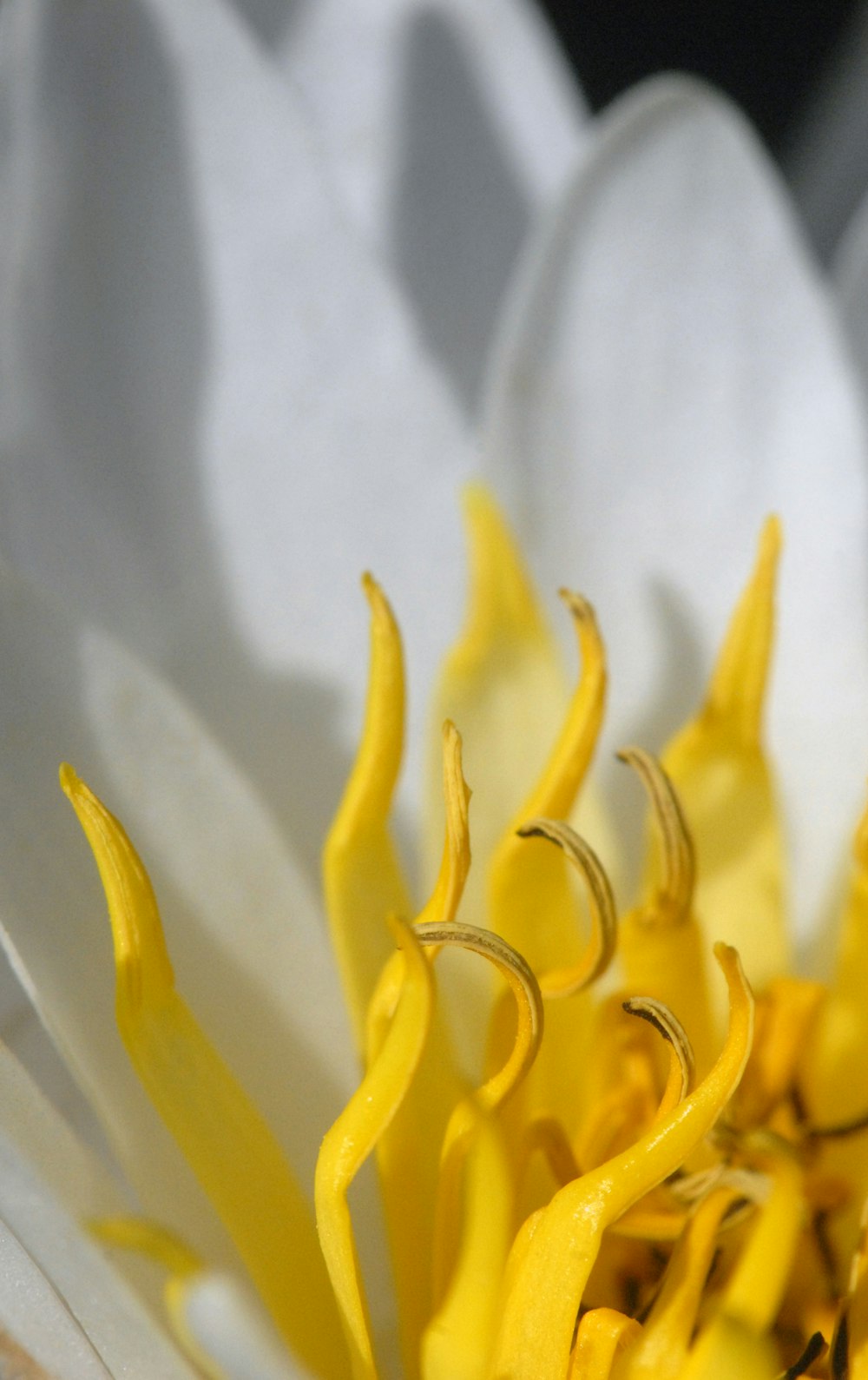 Eine Nahaufnahme einer weißen und gelben Blume