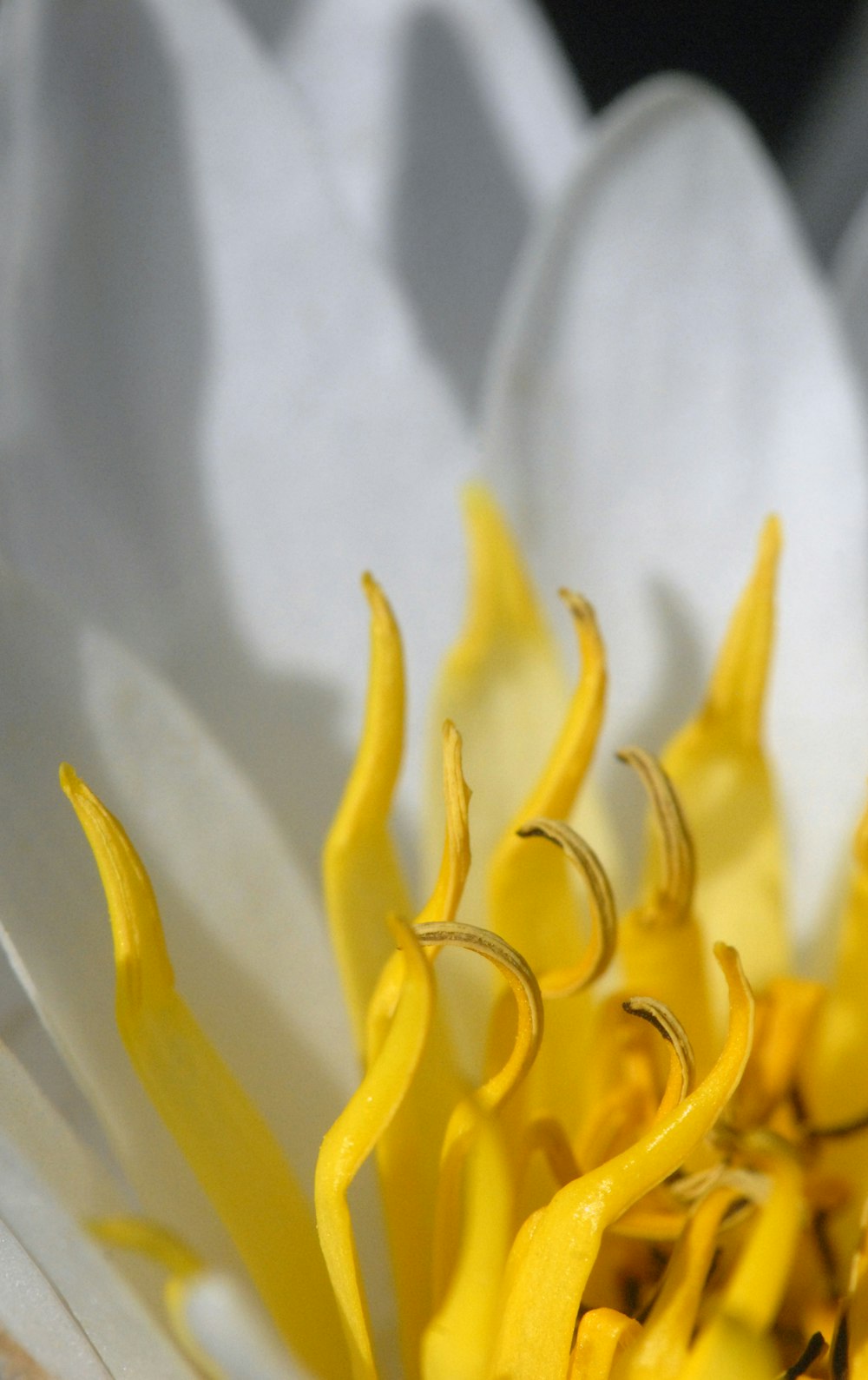 a close up of a white and yellow flower