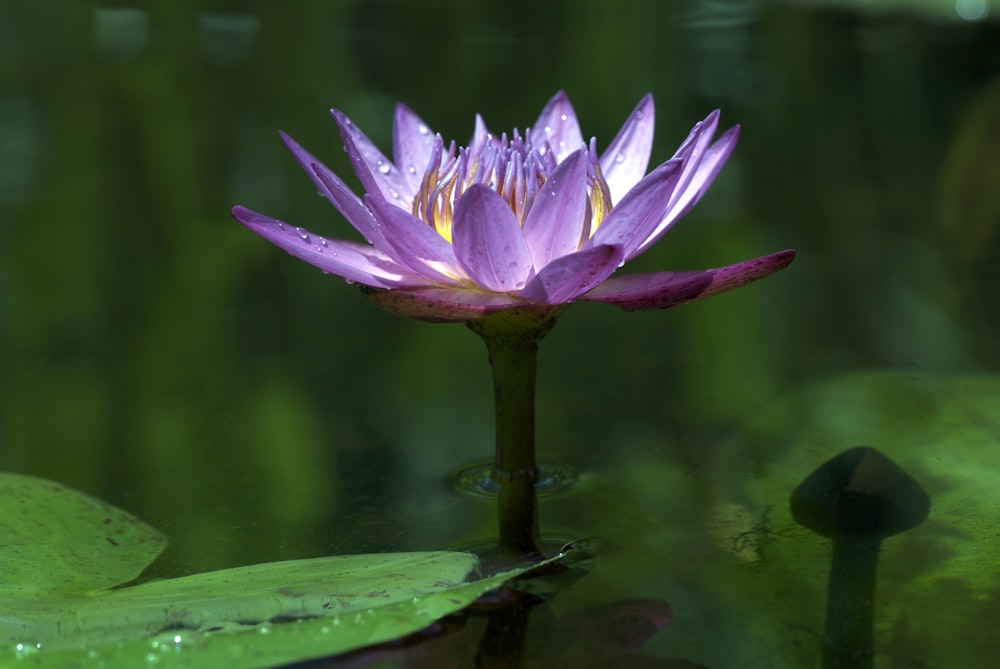 a purple water lily in a pond with lily pads