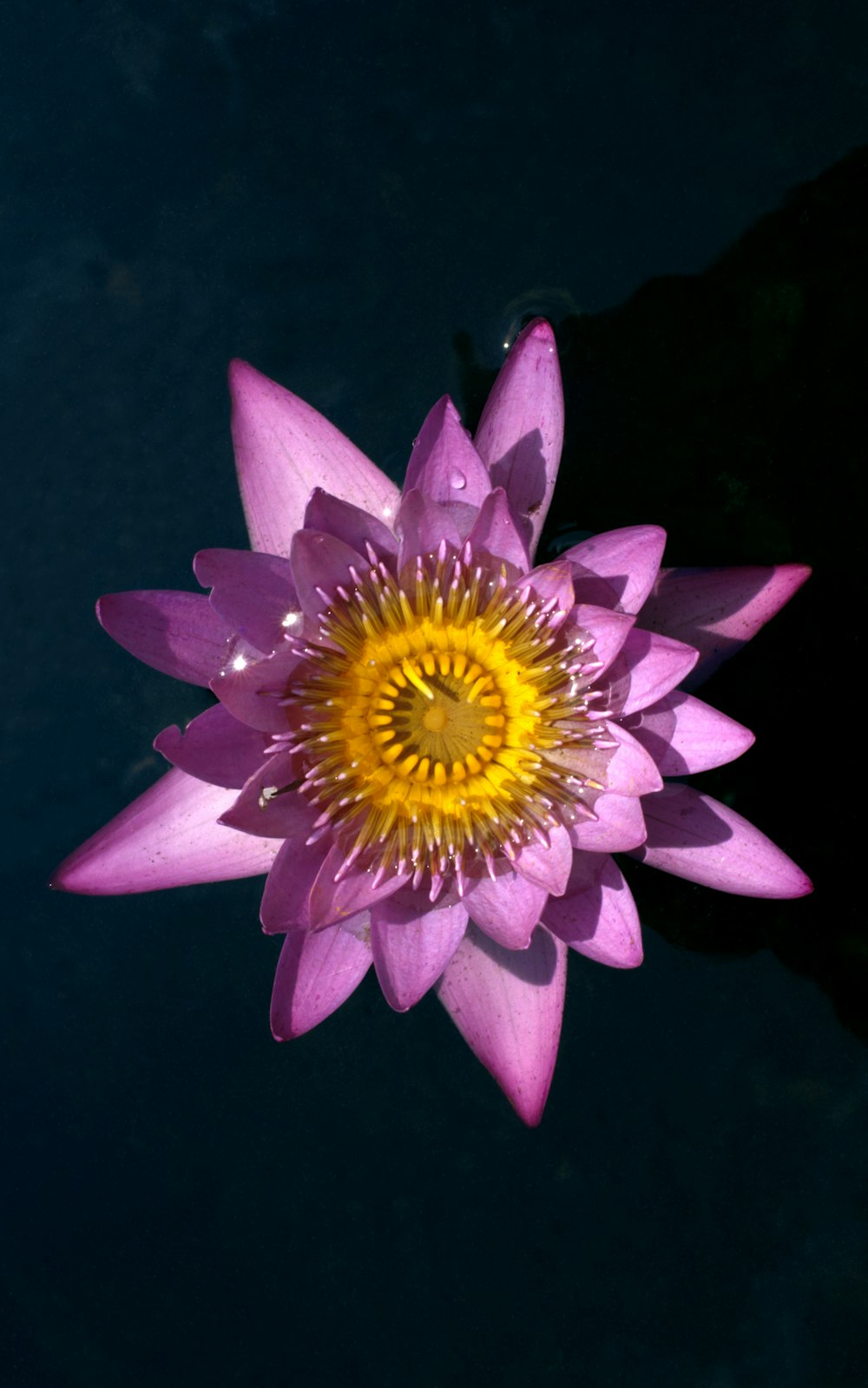 a purple and yellow flower floating on top of water