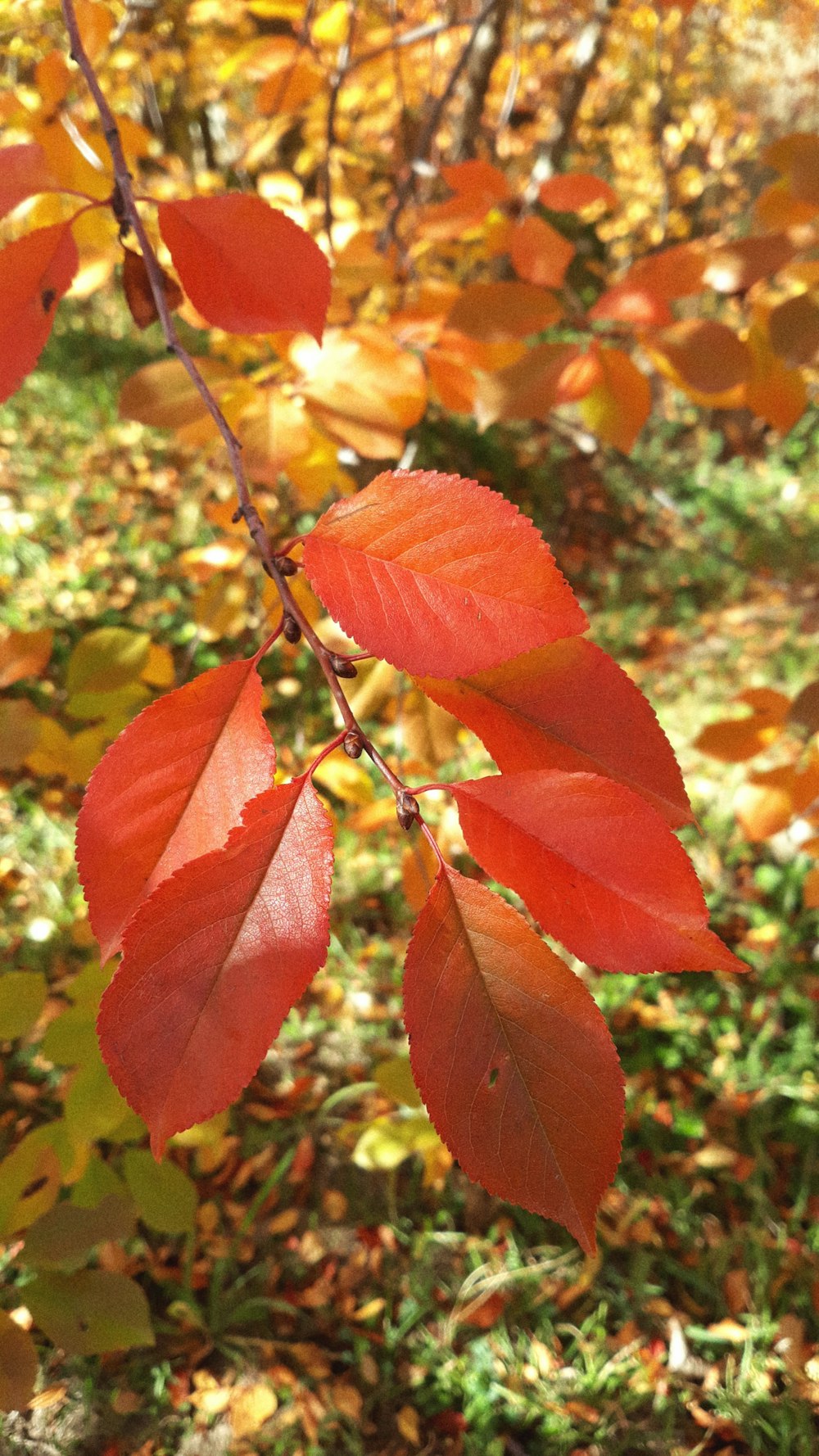 a branch of a tree with red leaves