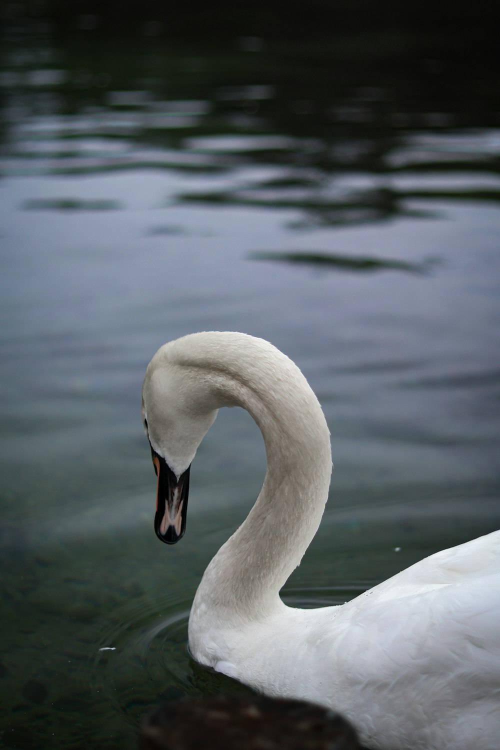 a white swan is swimming in the water