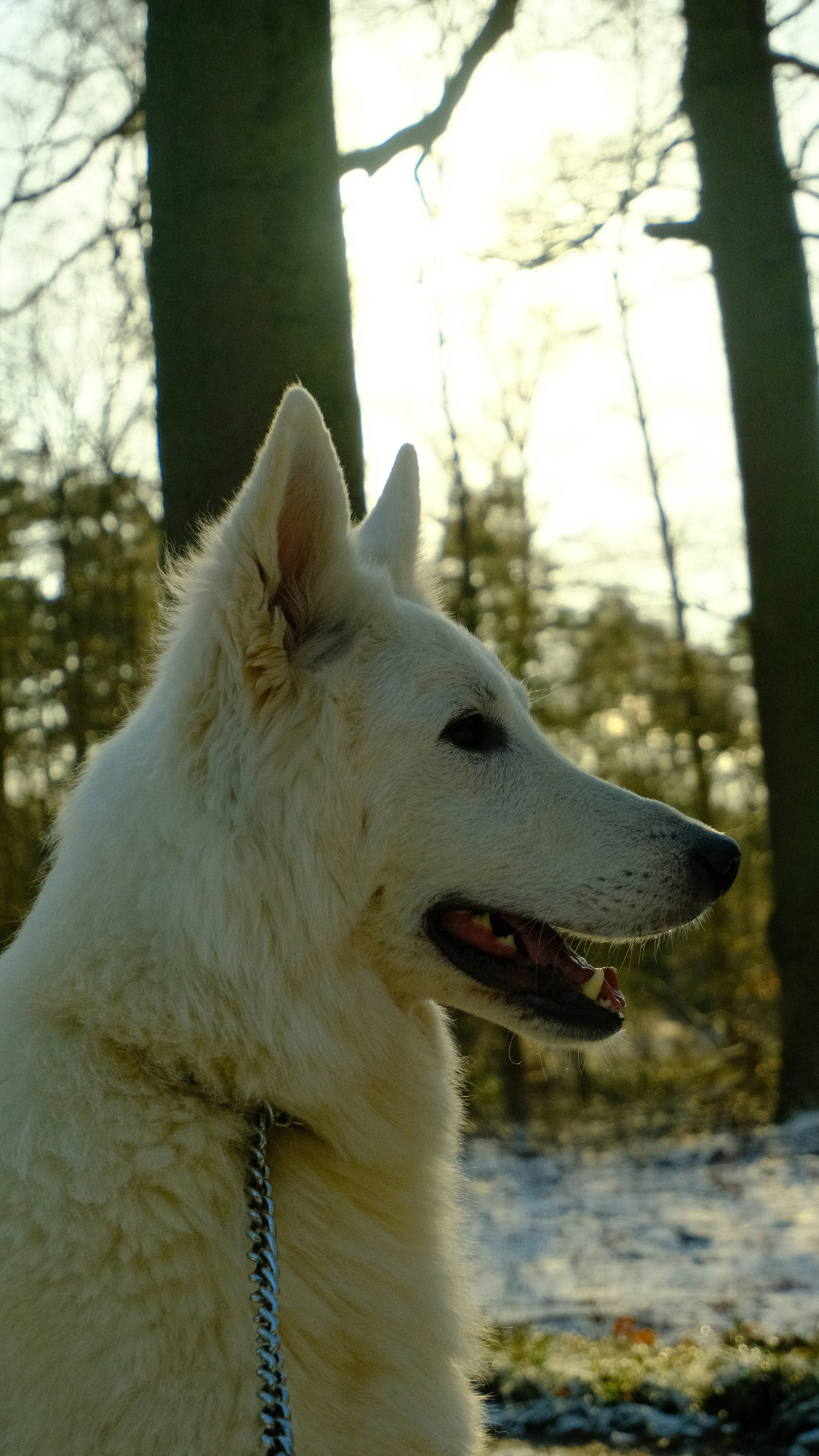 a white dog with a blue leash in the snow