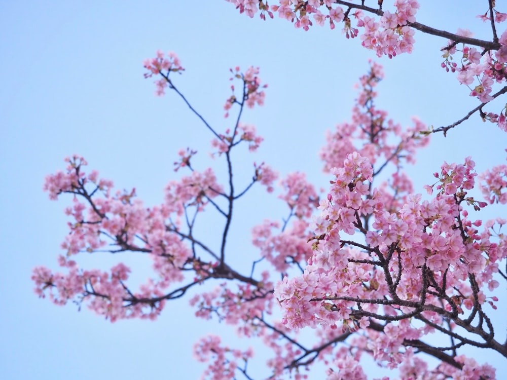 un árbol de flores rosadas con un cielo azul en el fondo