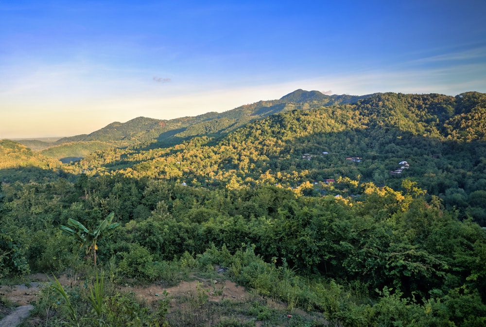 a lush green forest filled with lots of trees