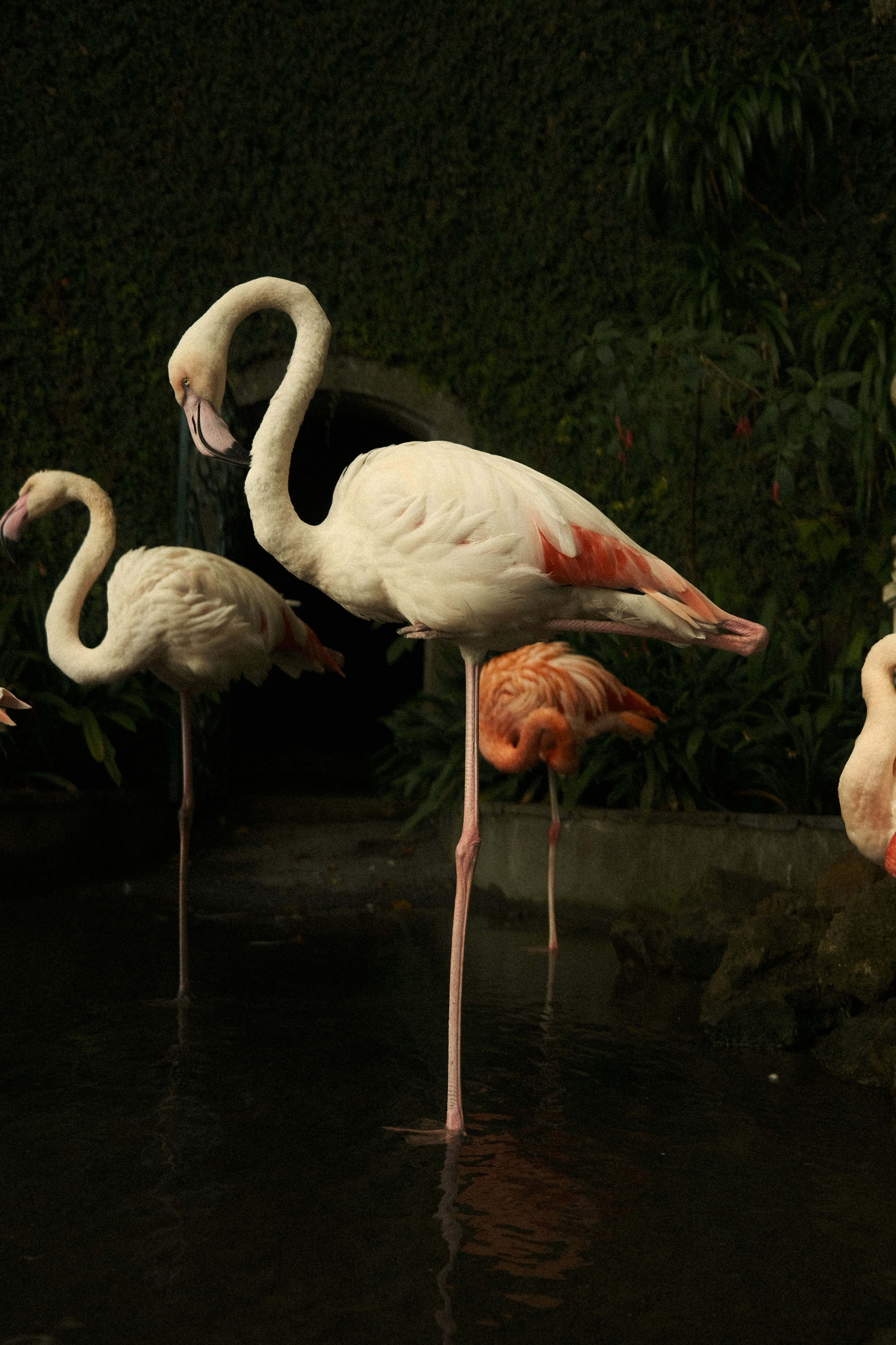 Um grupo de flamingos está parado na água
