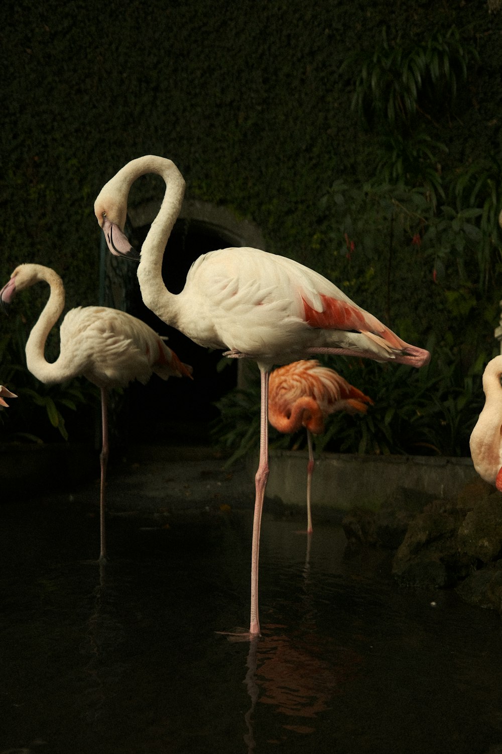 a group of flamingos are standing in the water