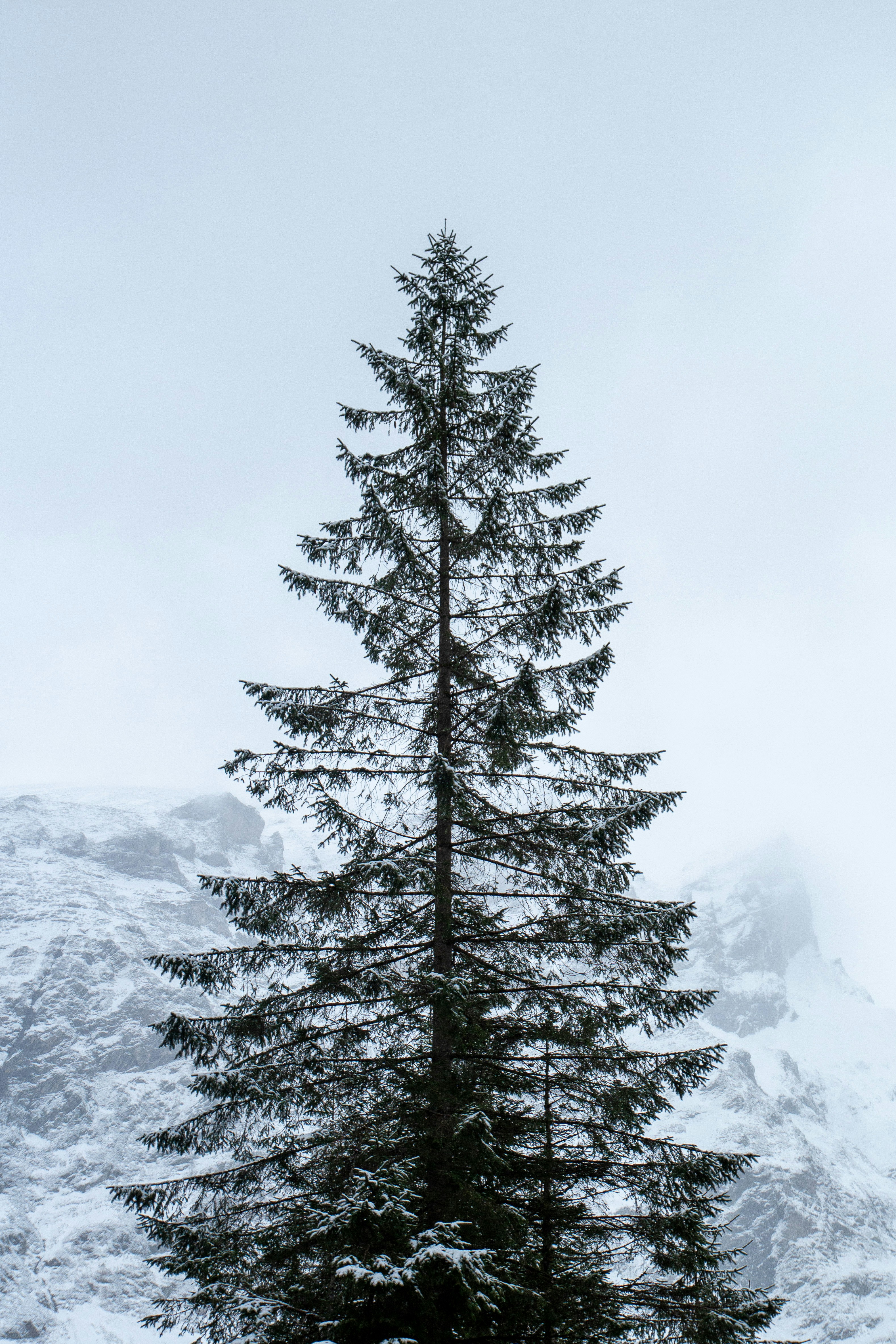 Eine einsame Kiefer steht im Schnee
