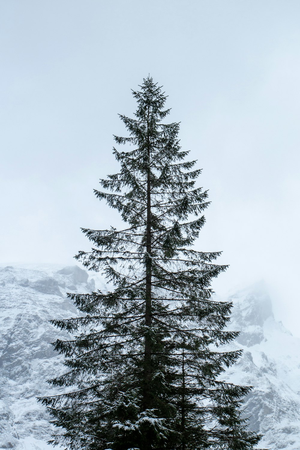 a lone pine tree stands in the snow