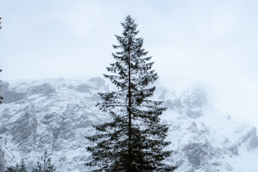un pino frente a una montaña nevada