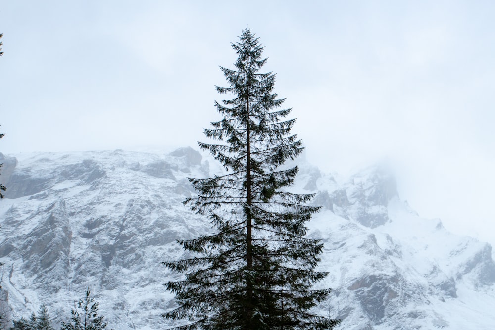 a pine tree in front of a snowy mountain