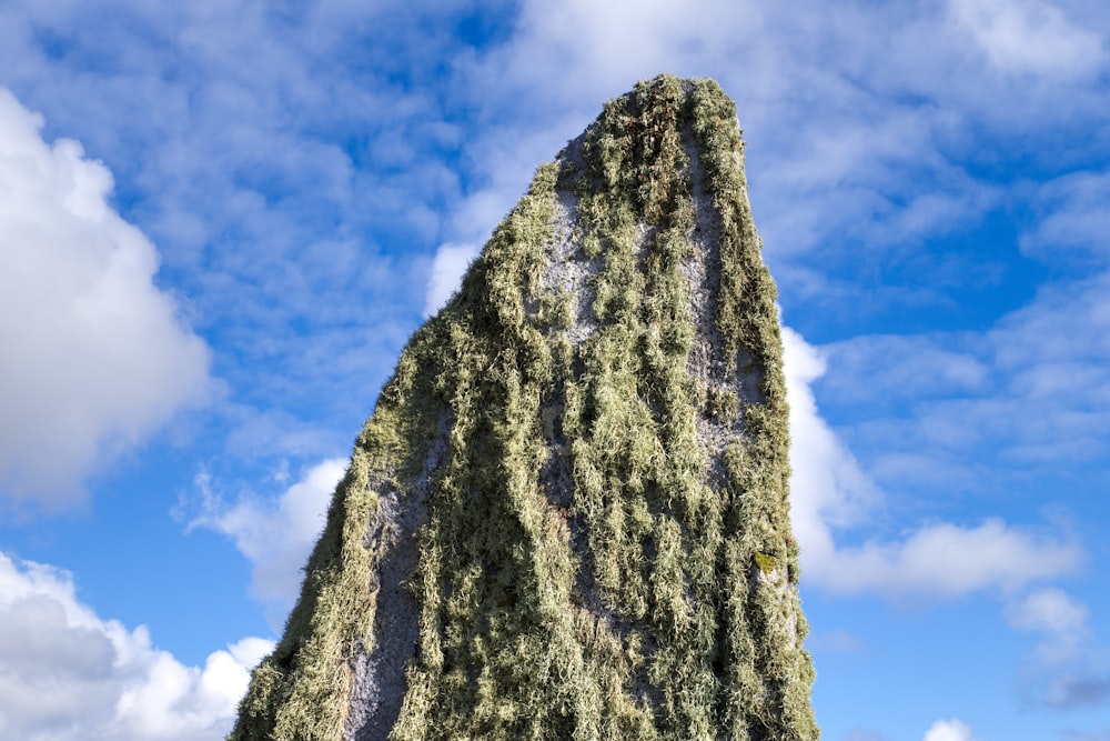 a very tall tree covered in green moss