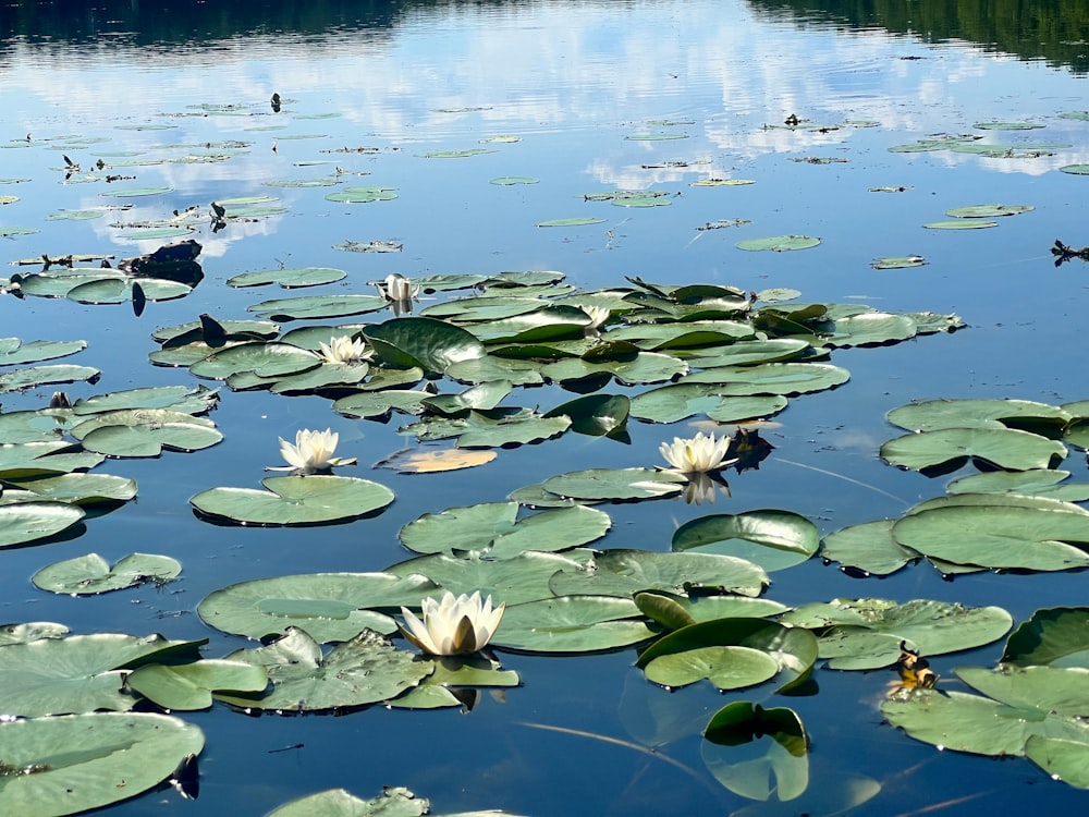 a pond with lily pads and water birds