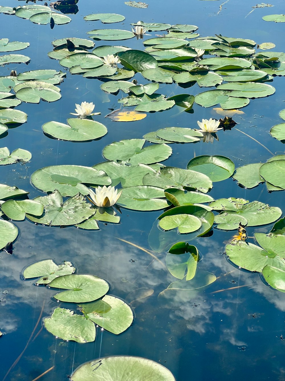 water lilies are floating on the surface of a pond