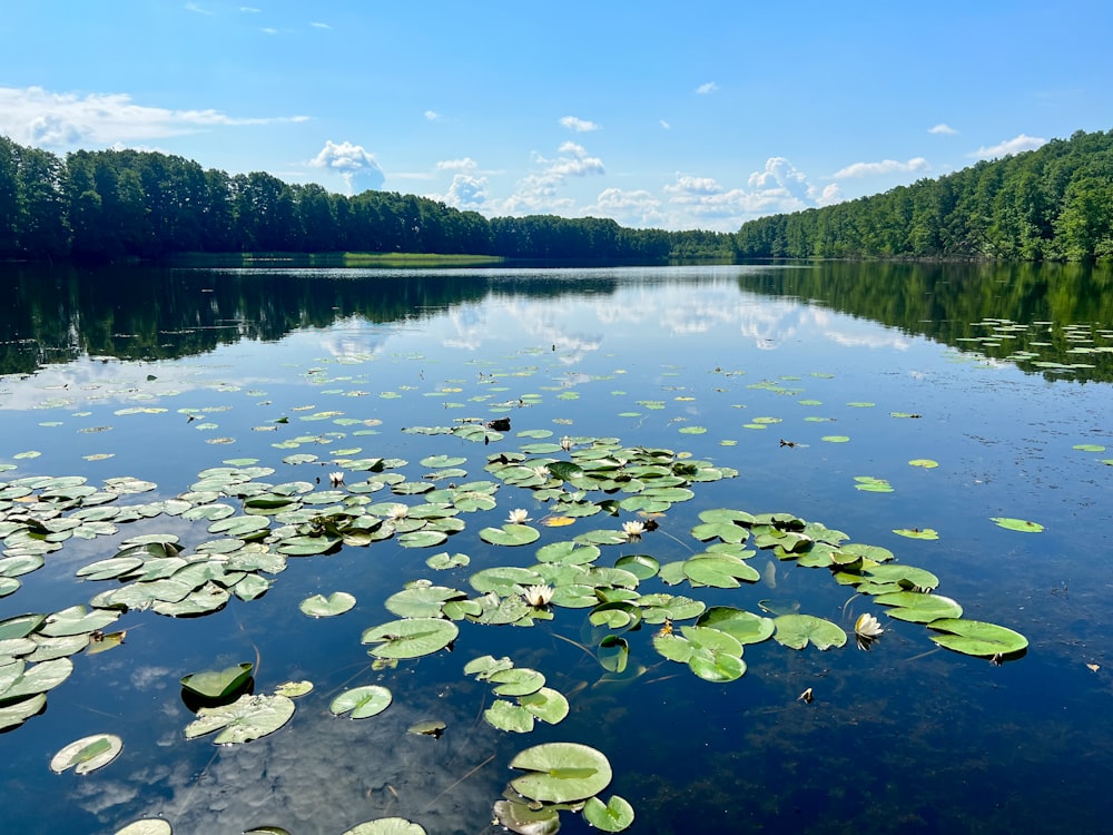 a body of water filled with lots of lily pads