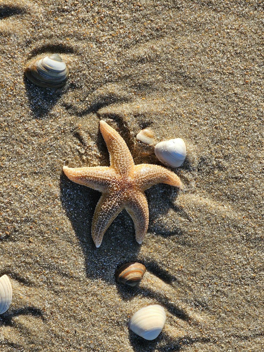 a starfish and shells on a sandy beach