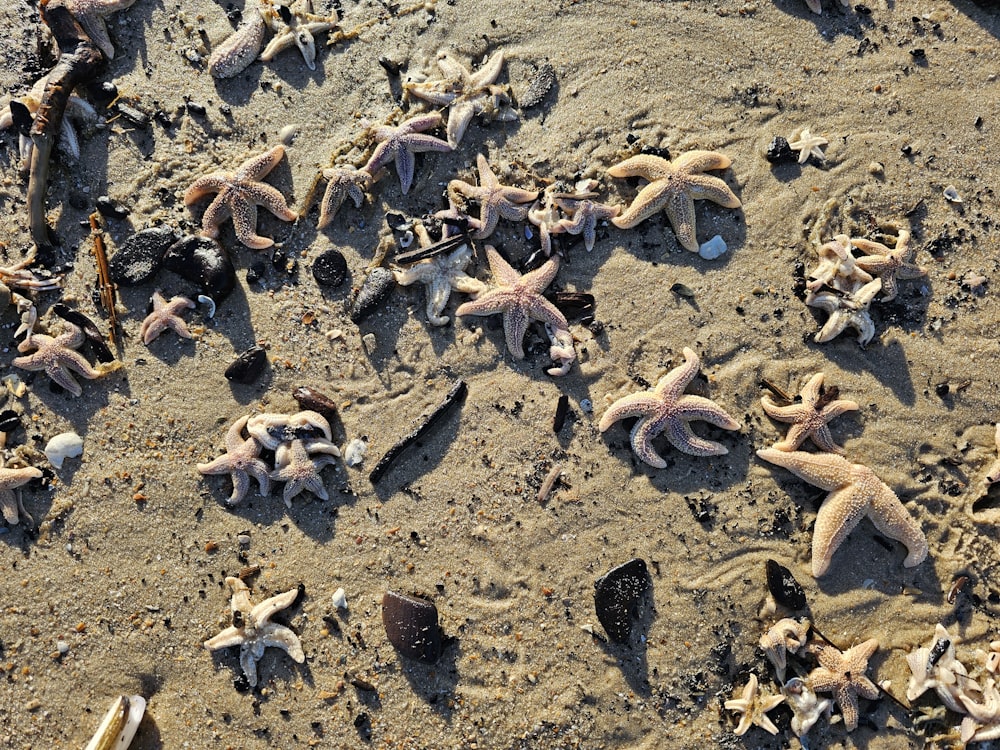a group of starfish laying on top of a sandy beach