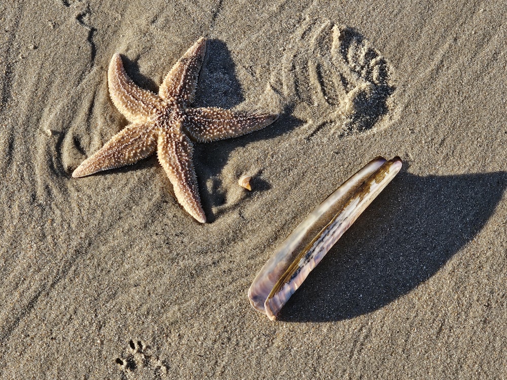 a starfish and a shell on a sandy beach