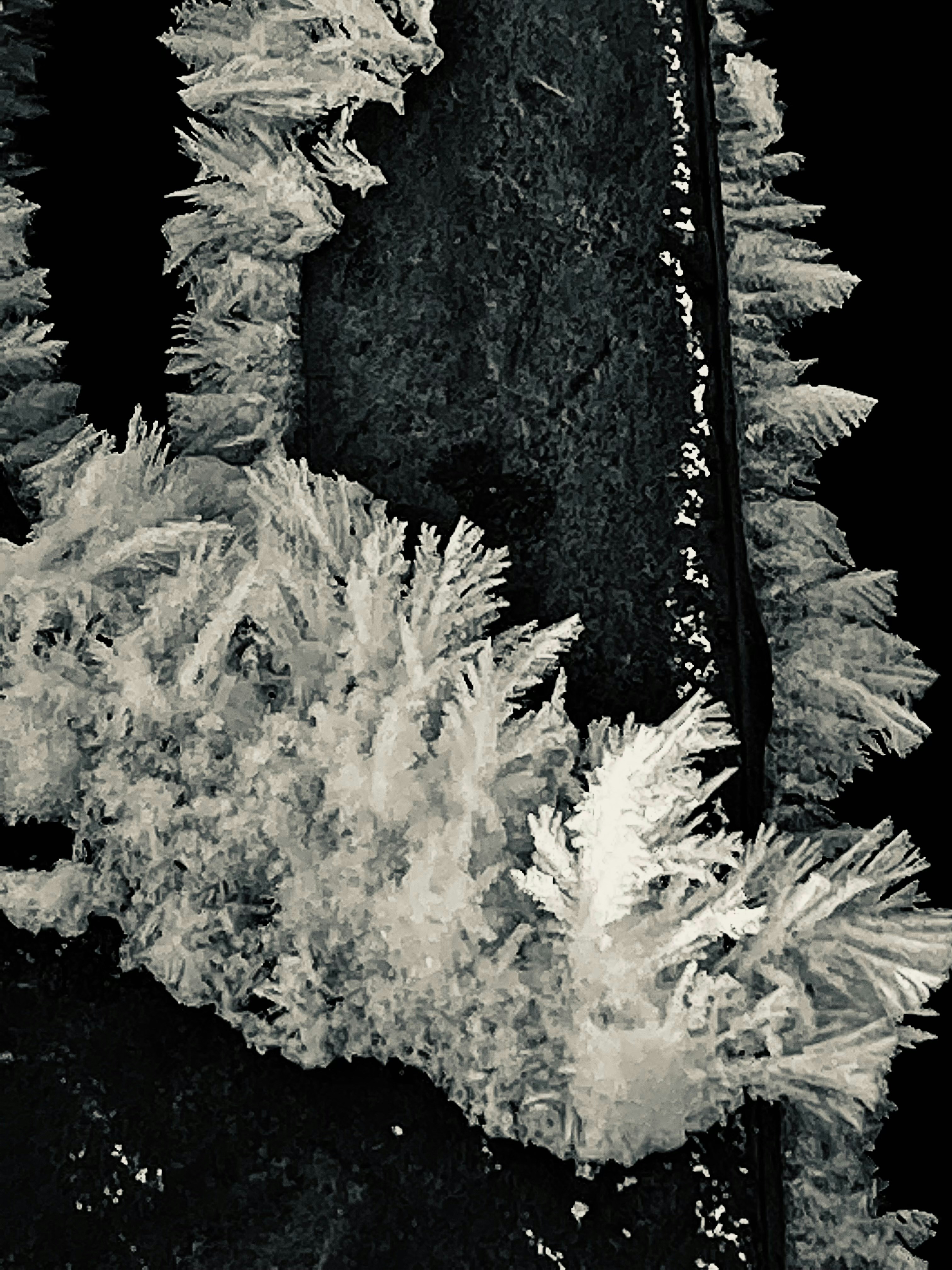 a black and white photo of a snow covered tree