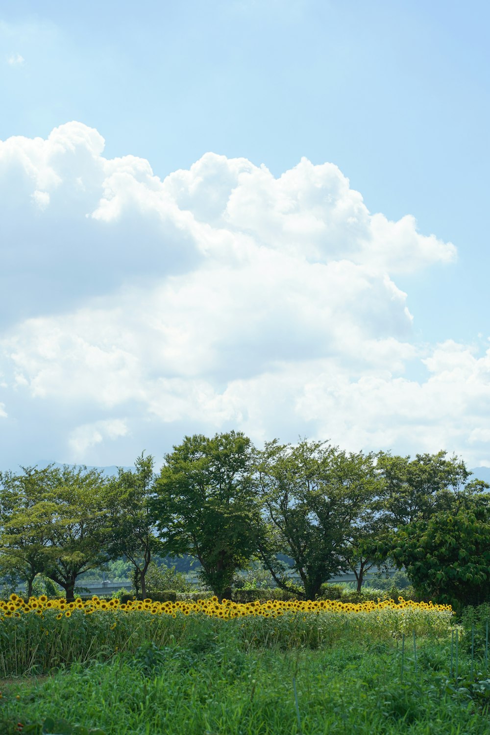 a field of sunflowers and trees under a cloudy blue sky