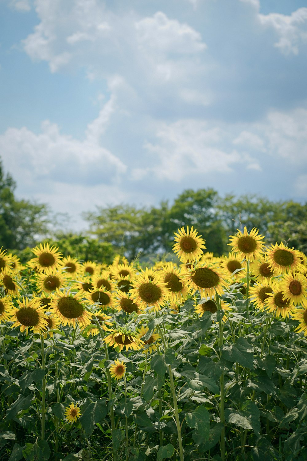 a field of sunflowers with a blue sky in the background