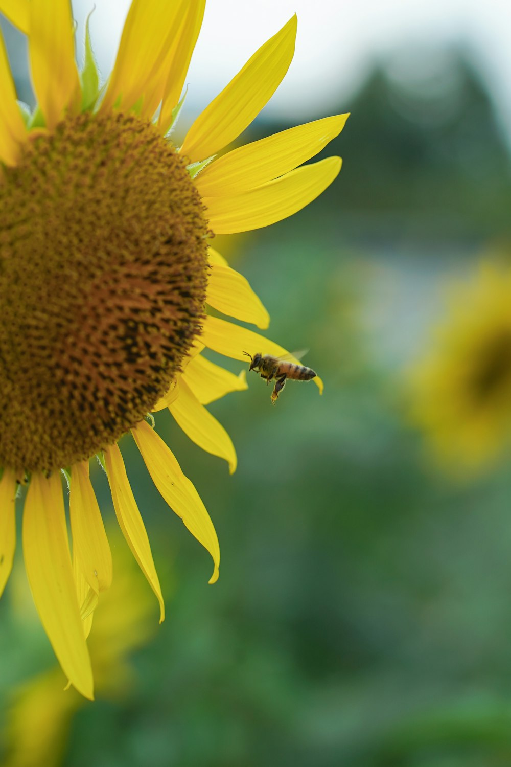 a sunflower with a bee in the middle of it