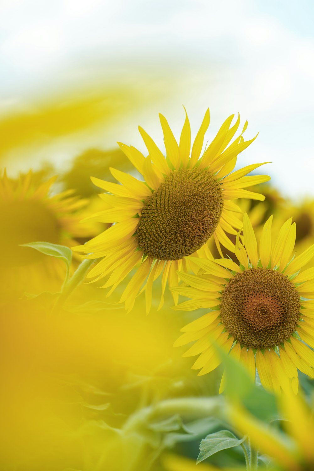 a field of sunflowers with a blue sky in the background