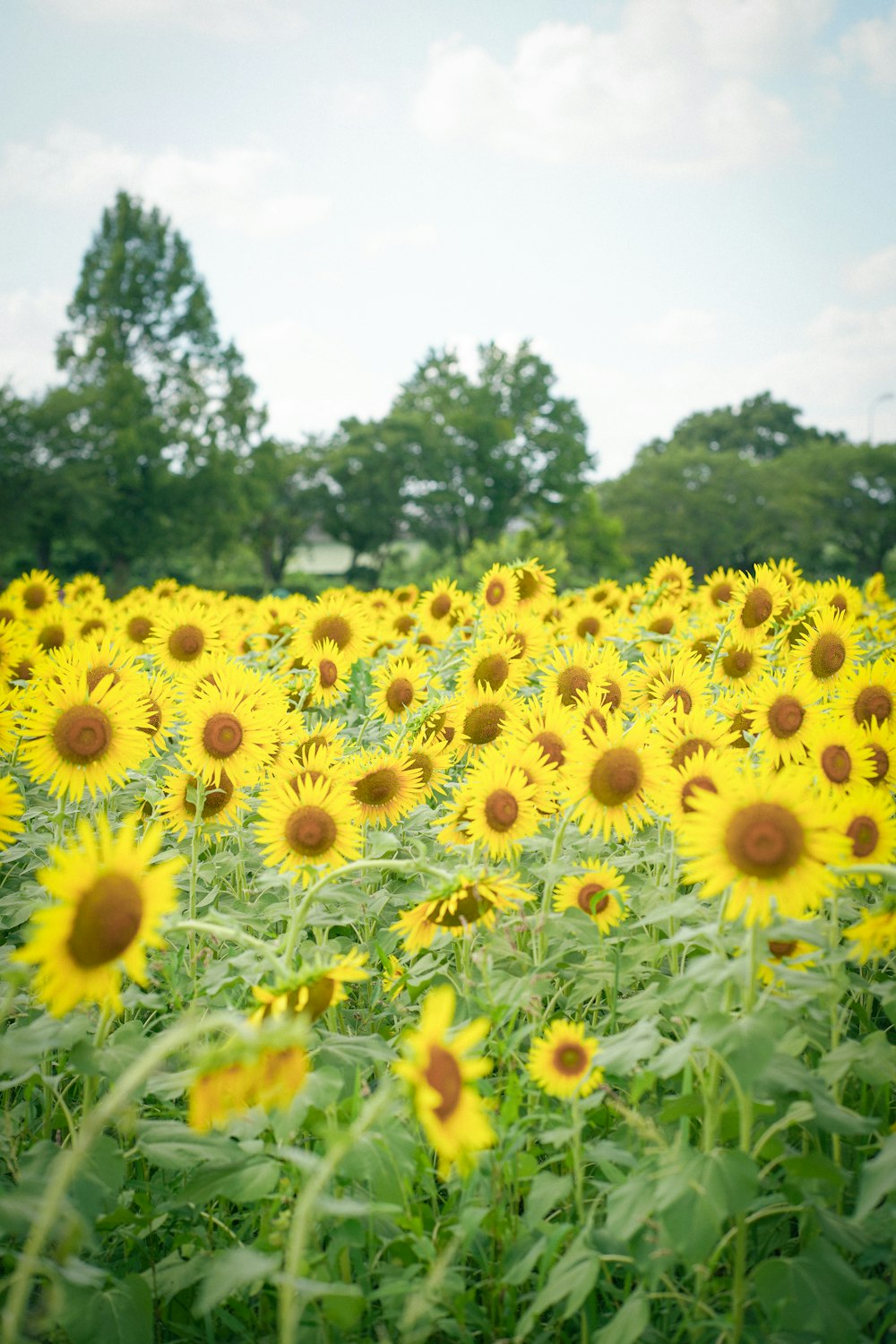 a large field of sunflowers with trees in the background