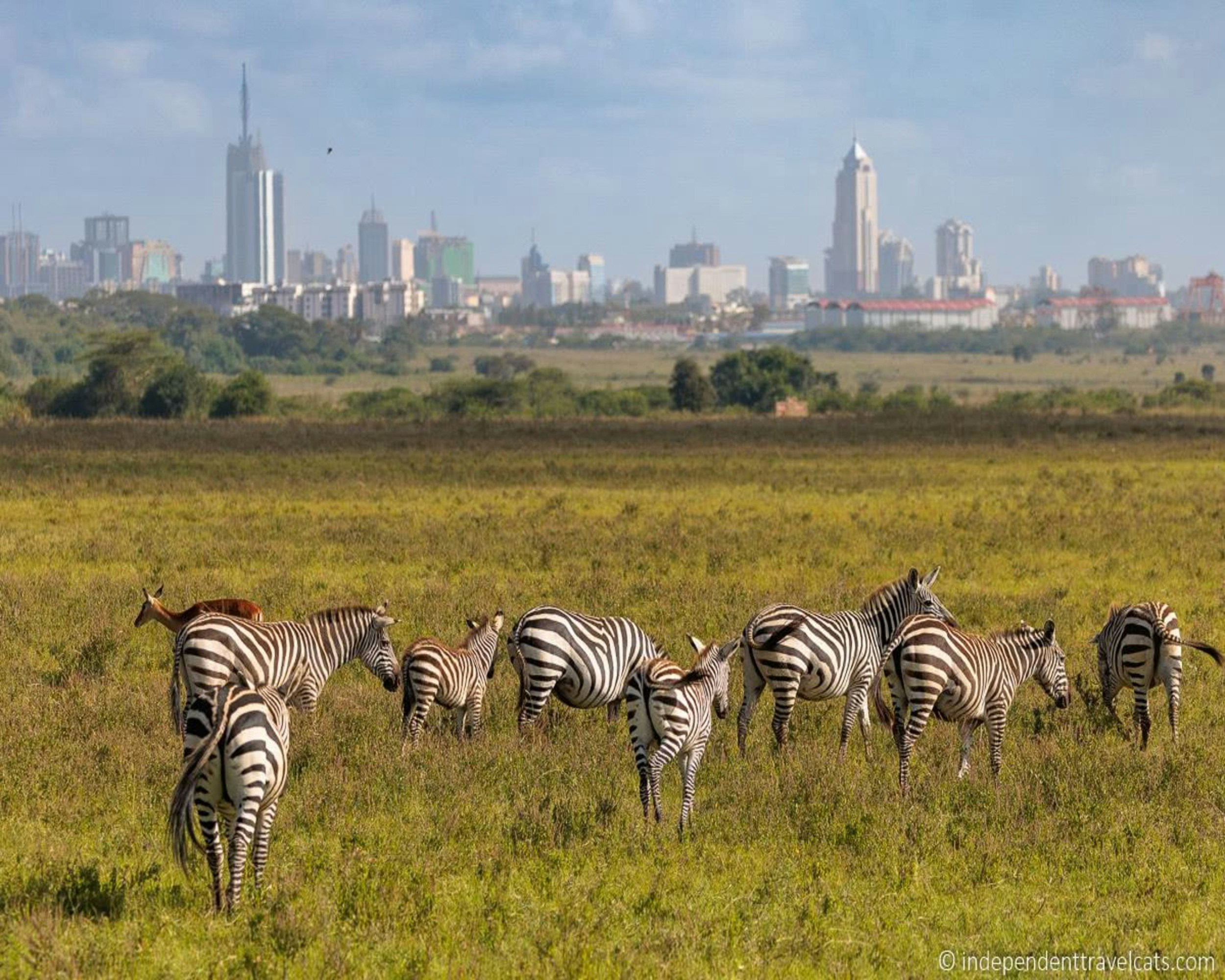 Nairobi attractions: Family-Friendly Safari Tips