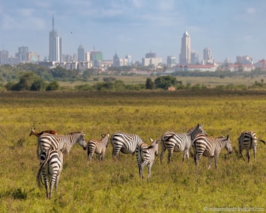 a herd of zebra standing on top of a lush green field