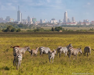 a herd of zebra standing on top of a lush green field