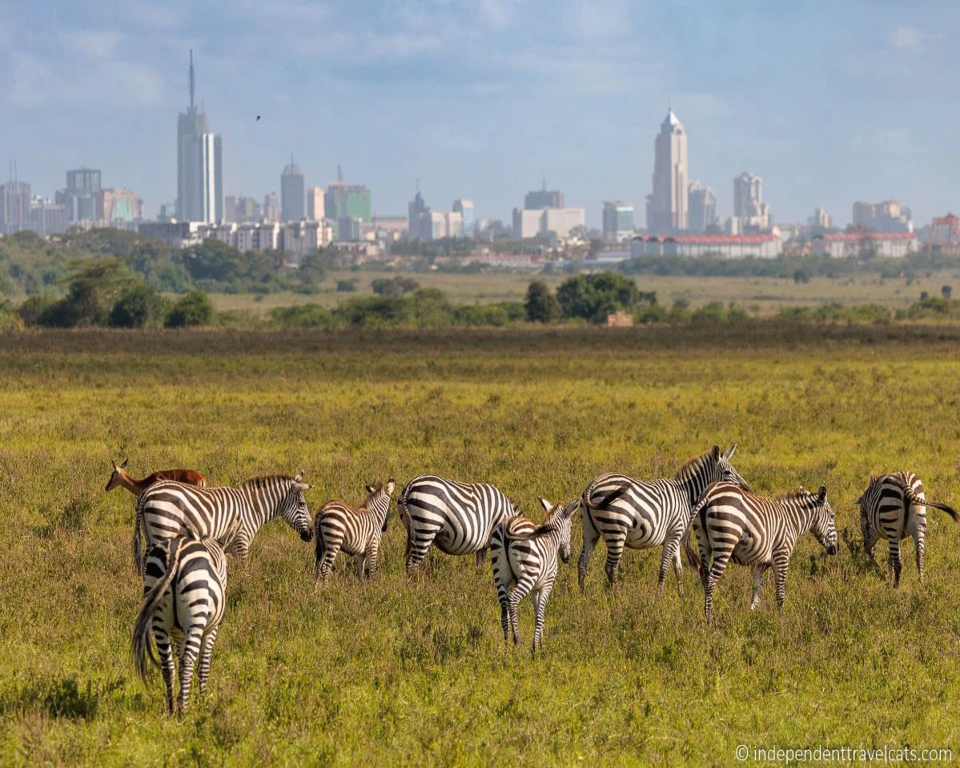 Wildlife You Came For, Nairobi