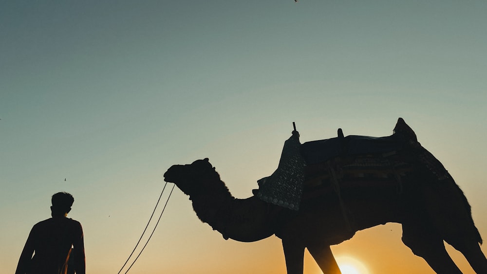 a man standing next to a camel at sunset