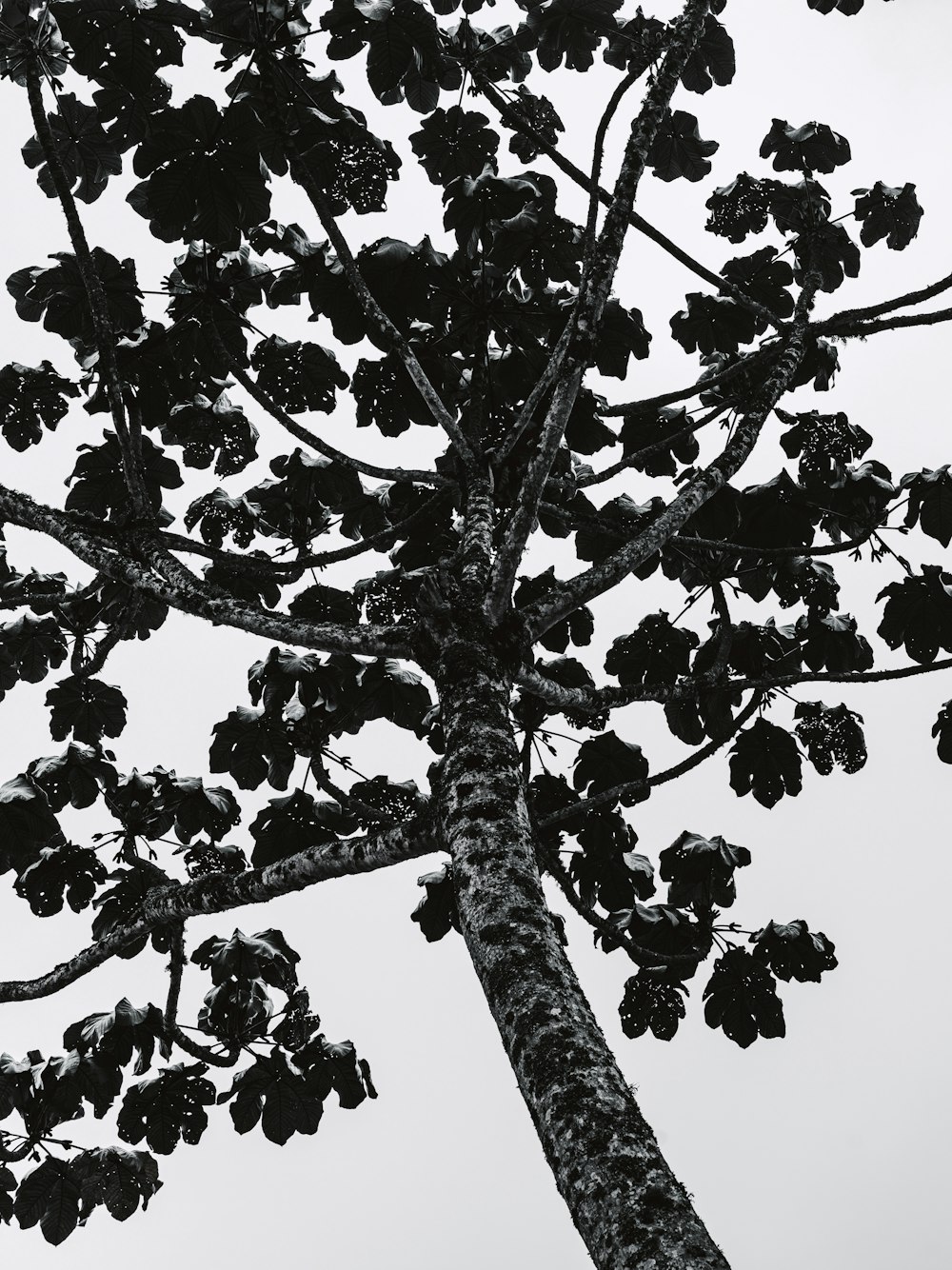 a black and white photo of a tree