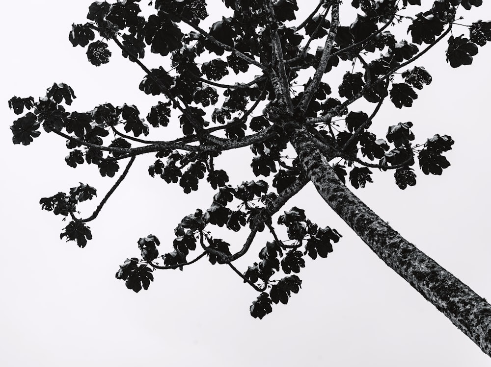 a black and white photo of a tall tree