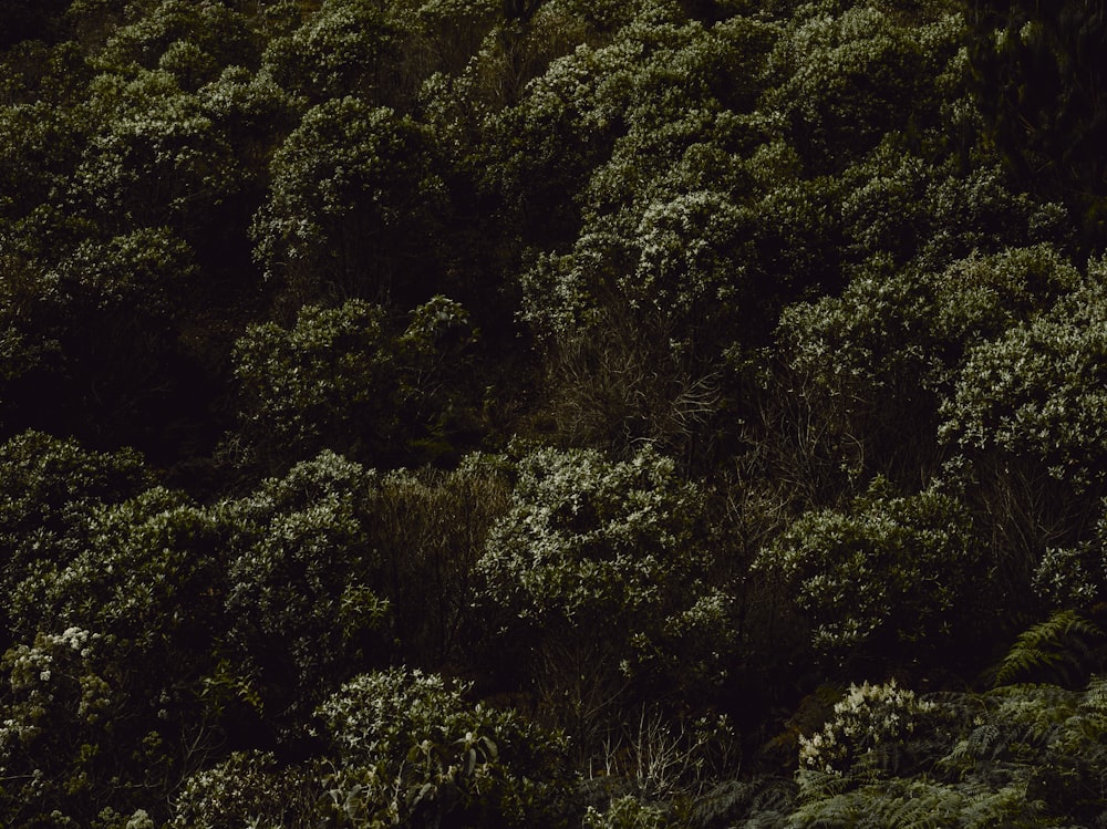 a lush green forest filled with lots of trees