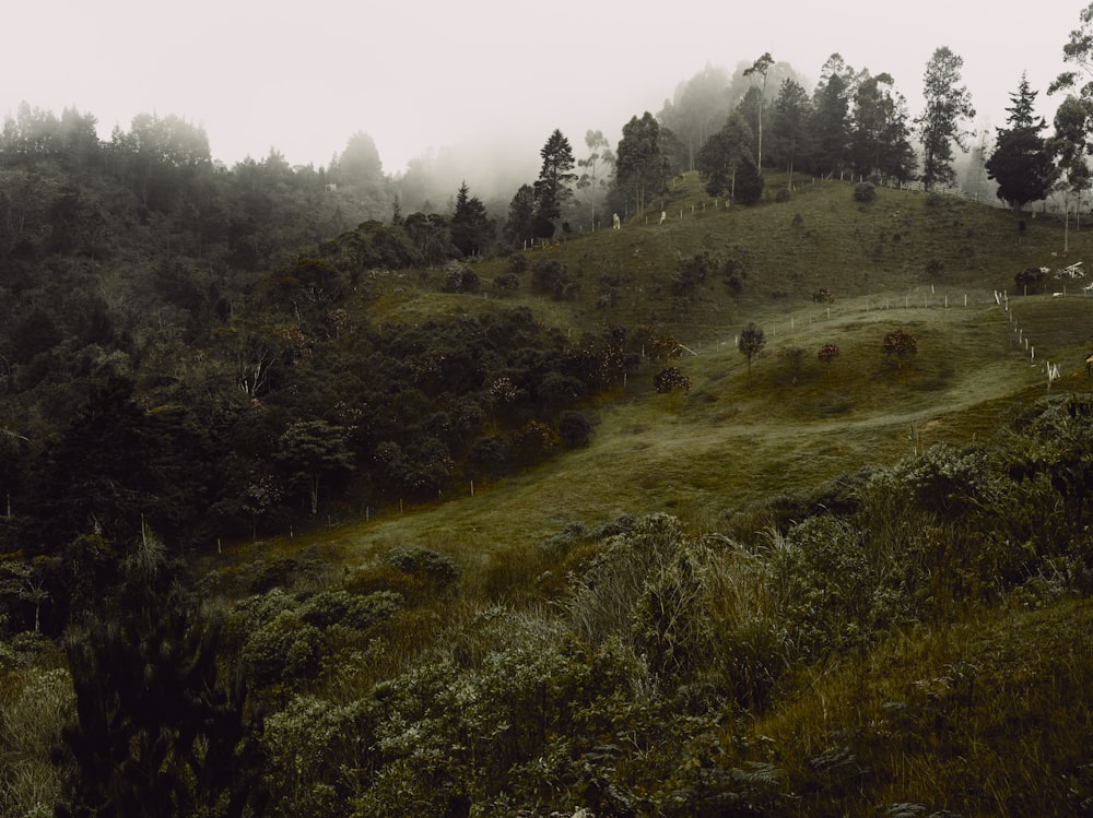 a grassy hill with trees and fog in the background