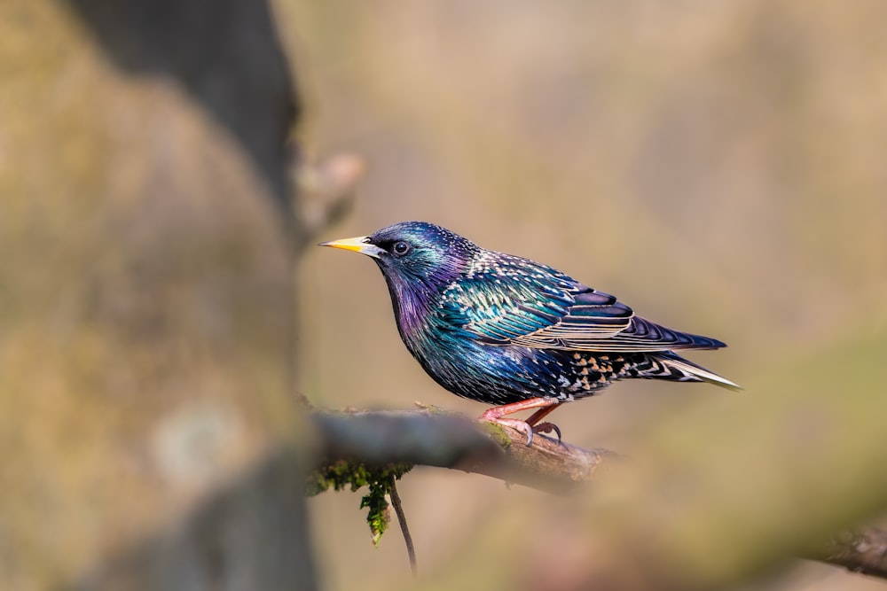 a small blue bird sitting on a branch