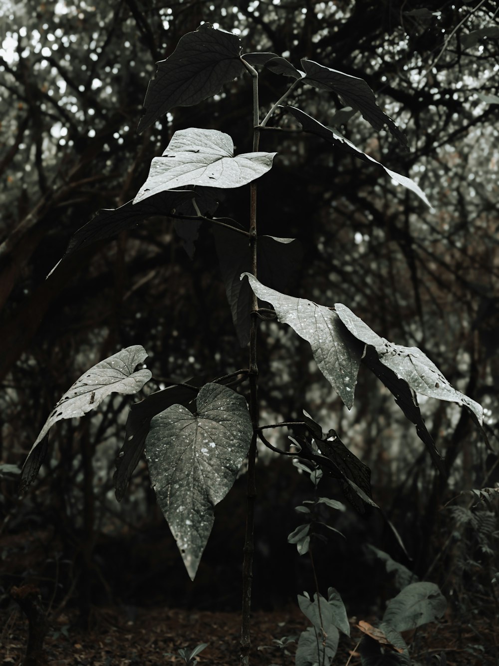 a leafy tree in the middle of a forest