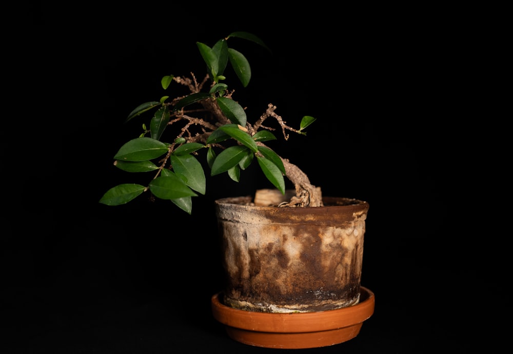 a bonsai tree in a clay pot on a black background