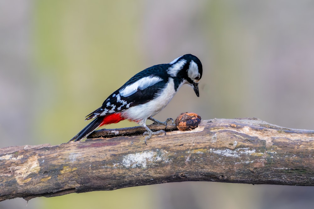 a black and white bird sitting on a branch