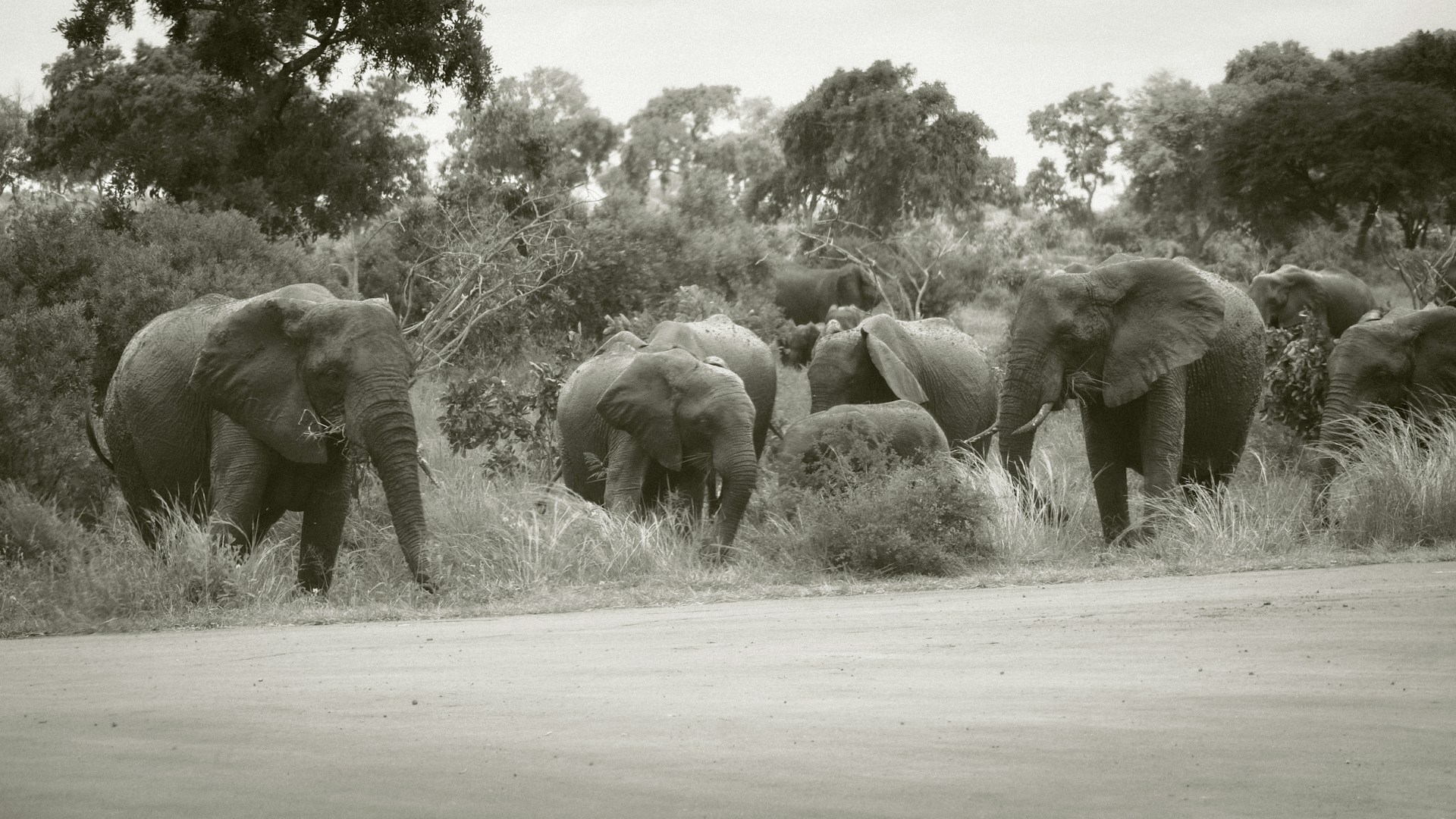 a herd of elephants walking across a grass covered field