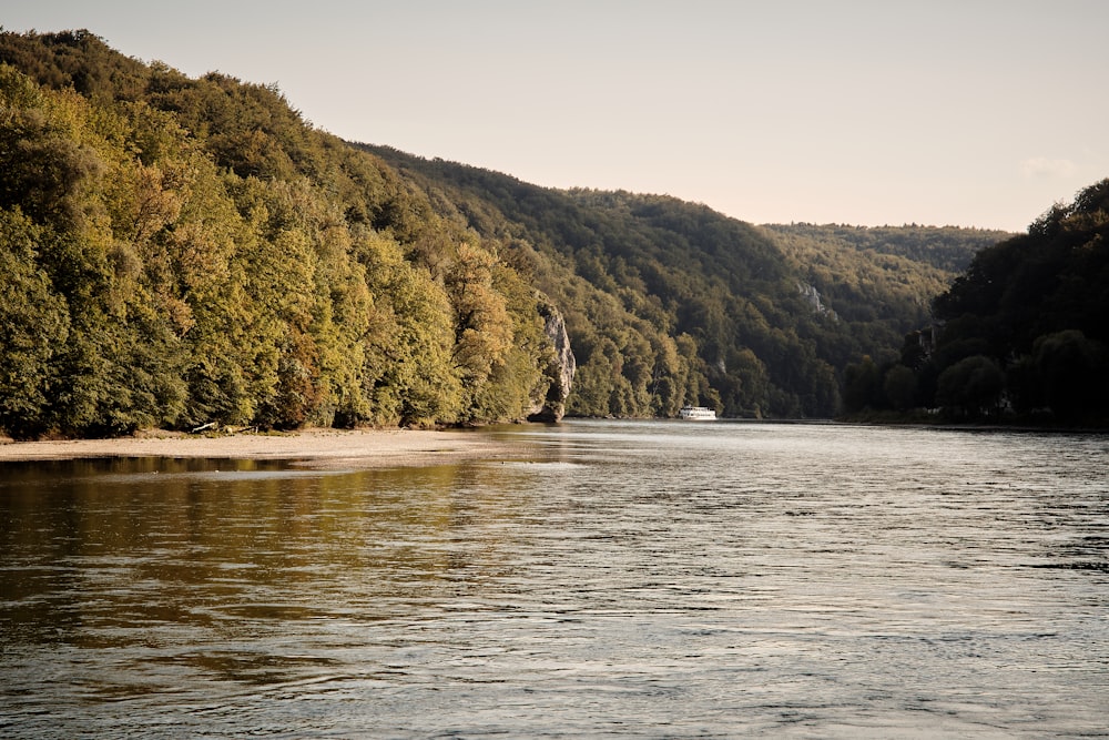 a body of water surrounded by a forest