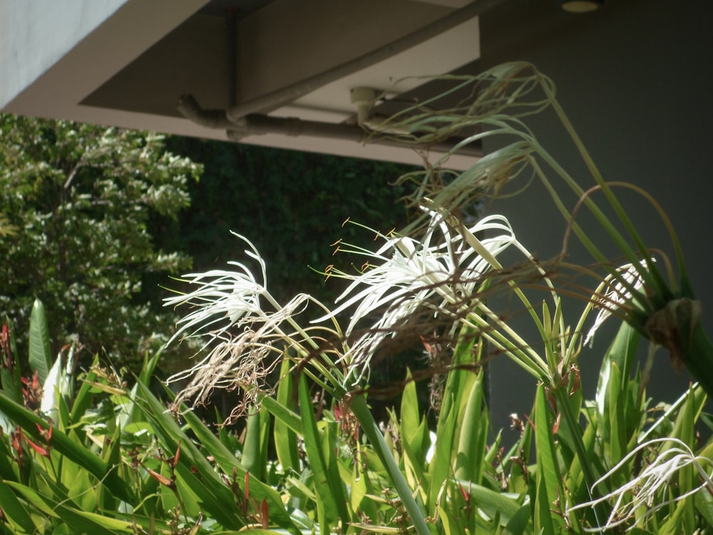 a close up of some plants near a building