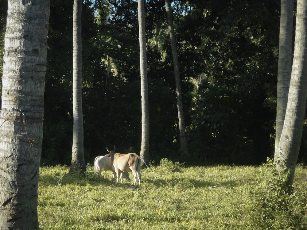 a cow standing in the middle of a forest