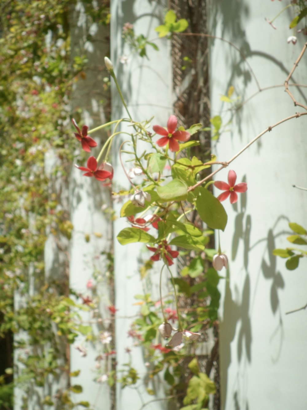 red flowers growing on the side of a building