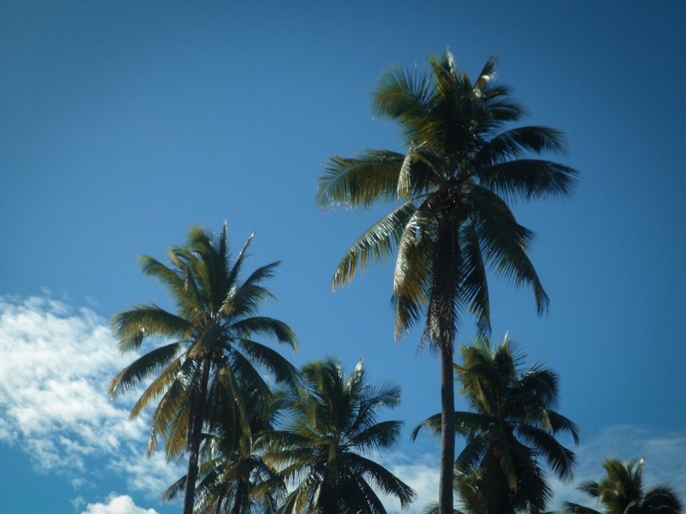 a group of palm trees against a blue sky